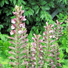 Acanthus. Mollis 5 seeds
