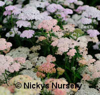 Achillea. Summer Pastels 80 seeds