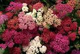 Achillea. Summer Berries 80 seeds
