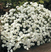Achillea. Double Diamond  200 seeds