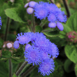 Ageratum. High Tide Blue 10 pellets