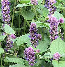 Agastache. Honey Bee Blue 30 seeds