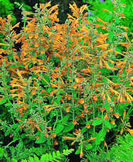 Agastache. Apricot Sprite 40 seeds
