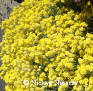 Alyssum. Mountain Gold 250 seeds