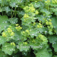 Alchemilla. Mollis Thriller 160 seeds