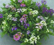 Alyssum. Wonderland Mix 400 seeds