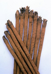 Burdock Takinogawa Asian vegetable 100 seeds