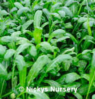 Japanese Greens Mibuna 300 seeds