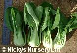 Pak Choi Green Stem 350 seeds
