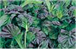 Mustard Osaka Purple 500 seeds
