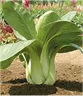 Pak Choi Black Summer 150 seeds