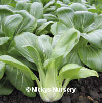 Pak Choi Yuushou 300 seeds
