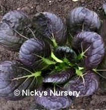 Pak Choi Tatsoi Red 350 seeds