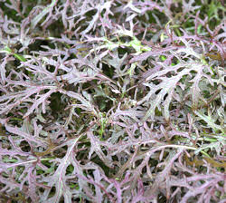Mustard Flaming Frills 500 seeds