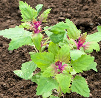Magenta Spreen Tree Spinach 200 seeds