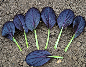 Komatsuna Comred 350 seeds