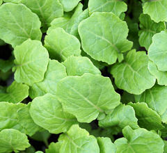 Texsel Greens 350 seeds