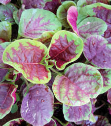 Amaranth Passion 1000 seeds