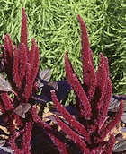 Amaranthus. Foxtail 400 seeds