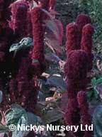 Amaranthus. Pigmy Torch 800 seeds