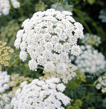 Ammi. Visnaga 500 seeds
