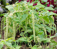Amaranthus. Caudatus Green 1000 seeds