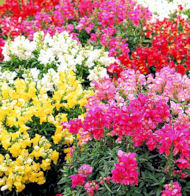 Antirrhinum. Floral Showers Mixed 100 seeds
