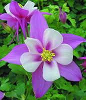 Aquilegia. Songbird mixed 10 seeds