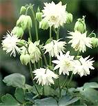 Aquilegia. Lime Sorbet 50 seeds