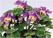 Aquilegia. Blue Angel 25 seeds