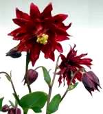 Aquilegia. Bordeaux Barlow 40 seeds