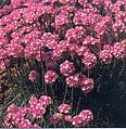 Armeria. maritima Splendens 50 seeds