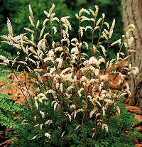 Aruncus. Noble Spirits 50 seeds
