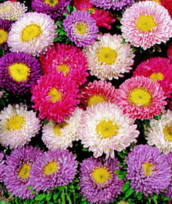 Aster. Matsumoto Mixed 100 seeds