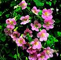 Asarina. Mystic Rose 10 seeds
