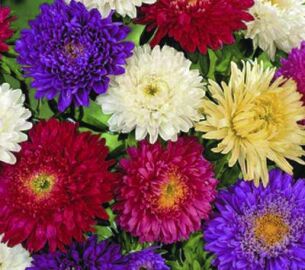 Aster. Super Princess mix   200 seeds