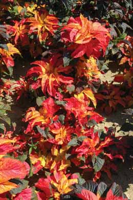 Amaranthus. Carnival 30 seeds