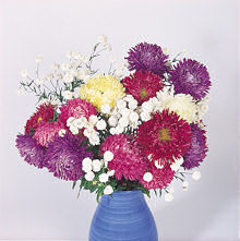 Aster. Duchess Mixed 250 seeds