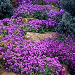 Aubrieta. Royal Mixed 280 seeds