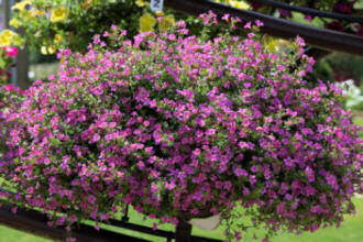 Bacopa. Pinktopia 10 Multi Pellets