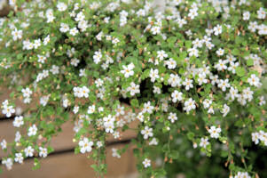 Bacopa. Snowtopia 10 Multi Pellets