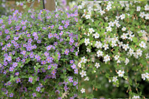 Bacopa. Topia Mixed 10 Multi Pellets
