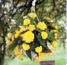Begonia. Nonstop Joy Yellow 30 Pelleted seeds