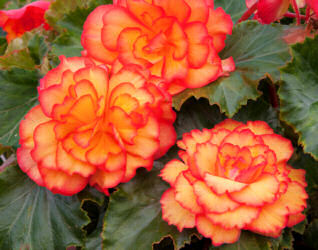 Begonia. Illumination Golden Picotee 30 Pelleted seeds