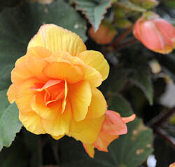 Begonia. Illumination Apricot Shades 30 pelleted seeds