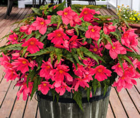 Begonia. Funky Pink 10 pelleted seeds
