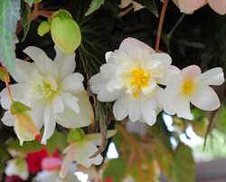 Begonia. Illumination White 30 Pelleted seeds