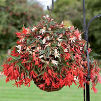 Begonia. Starshine Mixed 10 Pelleted seeds