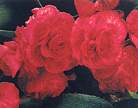 Begonia. Queen Red 30 pelleted seeds