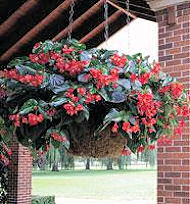 Begonia. Dragon Wing Red 10 Pelleted seeds